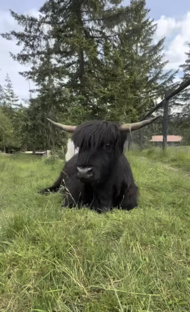 Moony the Highland cattle with striking black shaggy coat and impressive horns lying in green pasture - known for spicy personality